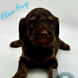 Blue Boy - Chocolate male Cavapoo puppy in Travelers Rest, South Carolina from Bailey Mountain Doodles