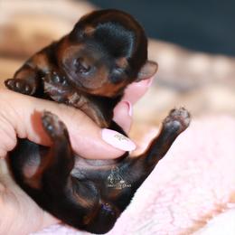 Yorkshire Terrier Puppies from Essence of Grace Yorkies