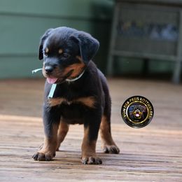 Baby blue gal - Black and mahogany female Rottweiler puppy in Kittanning, Pennsylvania from Steel City's Von Der Preis Rottweilers