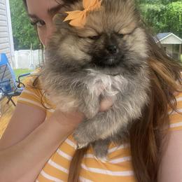 Charlotte - Orange sable female Pomeranian puppy in Jacksonville, North Carolina from Bourlet Poms