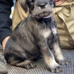 "Good morning" Standard Schnauzer Puppies from Stahlkrieger Standard Schnauzers