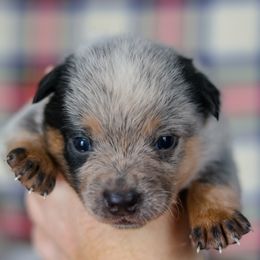 Silver - Blue speckled male Australian Cattle Dog puppy in Gatlinburg, Tennessee from Greenbrier
