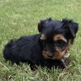 Rodney - Black and tan male Yorkshire Terrier puppy in Aiken, South Carolina from Yorkshires Yorkies