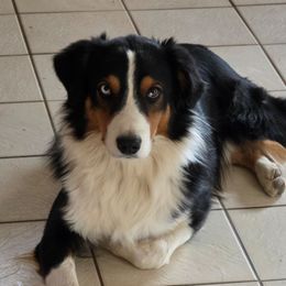 Ozzie - Black tri-color male Australian Shepherd puppy in Smith Valley, Nevada from Hoot's Aussies