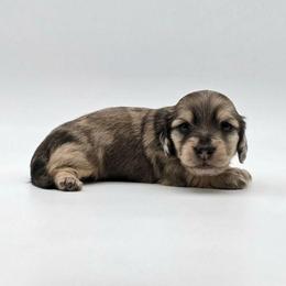 Nicky - Dapple male Dachshund puppy in Zebulon, North Carolina from Salt of the Earth Dachshunds