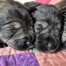 Miniature Schnauzer Puppies from MoonShadows Miniature Schnauzers