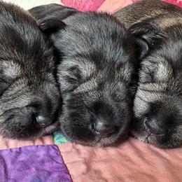 Miniature Schnauzer Puppies from MoonShadows Miniature Schnauzers