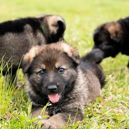German Shepherd Puppies from Reign Land