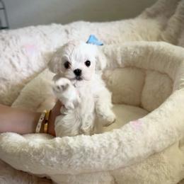 Yoshi - White male Maltese puppy in Mc Kinney, Texas from Made to Love Maltese LLC