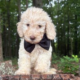 Dean - Apricot male Goldendoodle puppy in Camden, North Carolina from Oopsie Doodles of NC