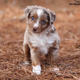 Elle - RMF - Red merle female Miniature Australian Shepherd puppy in Nacogdoches, Texas from TK Standard, Mini, & Toy Aussies
