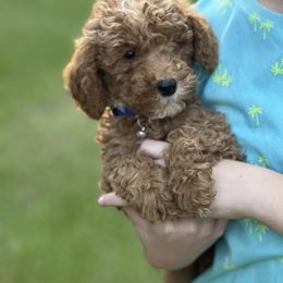 Blue collar - Red  male Goldendoodle puppy in Lake Butler, Florida from Providence Ranches