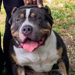 American Bullies from Unbullievable Bullies