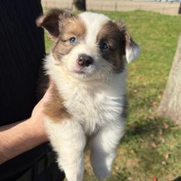 Ash - Blue male Pembroke Welsh Corgi puppy in Paxton, Illinois from McGovern Family Corgis