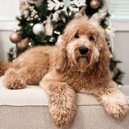 Marley - Goldendoodle