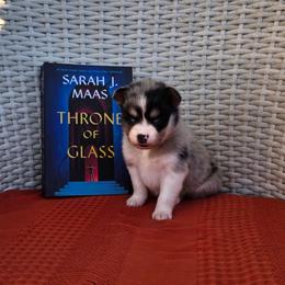 Aelin - Merle female Pomsky puppy in Sumter, South Carolina from Emerald Skies Pomskies