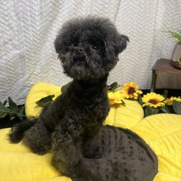 Sterling - Black and white male Assorted Doodle Crosses puppy in Sanger, California from House of Poodles