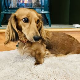 Maple - Dachshund