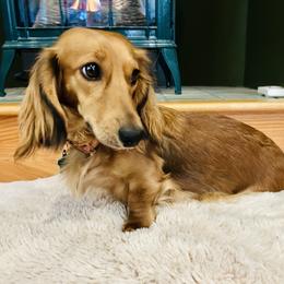 Maple - Dachshund
