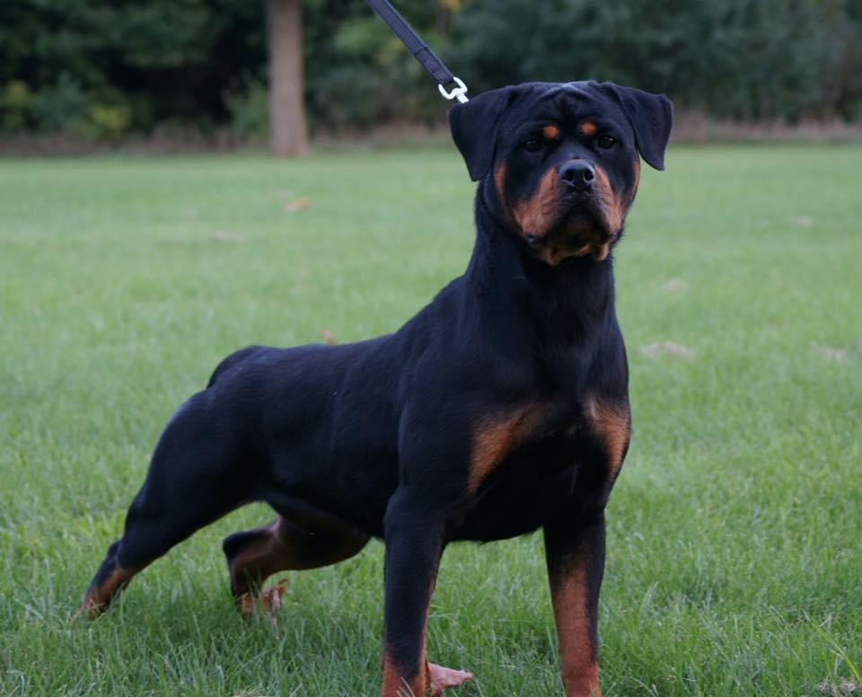 Golden valley Rotweillers in Tennessee | Rottweiler puppies | Good Dog