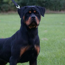 Rottweilers from Golden valley Rotweillers