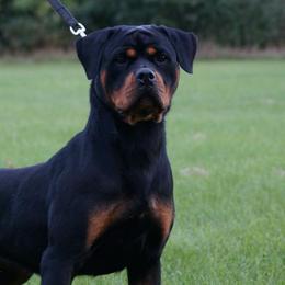 Rottweilers from Golden valley Rotweillers