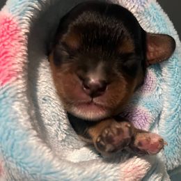 Vader - Black and tan male Cavalier King Charles Spaniel puppy in Queen Creek, Arizona from Andresen's Cavaliers