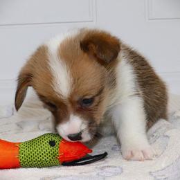 AKC Grey ID Girl - Red female Pembroke Welsh Corgi puppy in Ash Flat, Arkansas from Arkansas Corgis