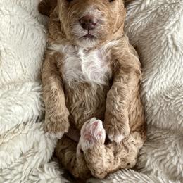 Scarlet - Apricot female Goldendoodle puppy in New Britain, Connecticut from Goldendoodles Yorkiepoo Stars CT