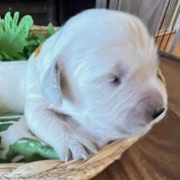 Yellow collar - Light golden female Golden Retriever puppy in Ingleside, Texas from Sweetbay Goldens