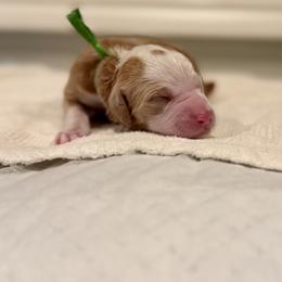 Duke (Green Collar) - Red male Bernedoodle puppy in Stanwood, Washington from Butter Cup Pups and Paws