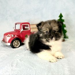 Wolf sable Tri Boy ACA - Tri-colored male Pomeranian puppy in Princeton, New Jersey from PureLove Poms.