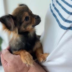 Sunshine Mi-Ki's Valentina - Brown female Mi-Ki puppy in Fort Myers Beach, Florida from Sunshine Mi-Ki's