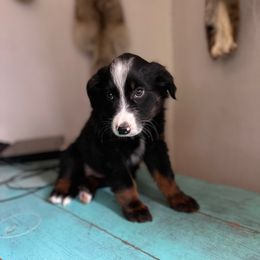 Kipley Kate - Black tri female Miniature American Shepherd puppy in Bayard, Nebraska from Puppies by Alies