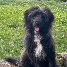 Aengus de La Rive - Black male Pyrenean Shepherd puppy in Ripley, Ohio from La Rive Pyr Sheps LLC