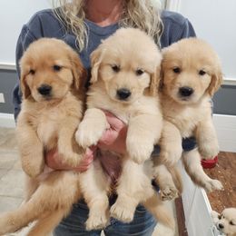 Golden Retriever Puppies from Sheaman Farm