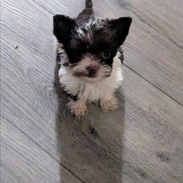 Sadee Love - Parti female Yorkshire Terrier puppy in Odenville, Alabama from Yorkie Prints