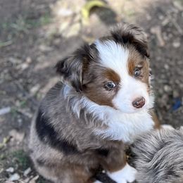 Miniature Australian Shepherd and Toy Australian Shepherd Puppies from Small World Aussies