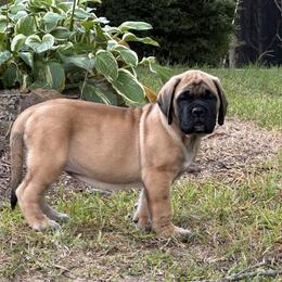 Purple Girl - Apricot female Mastiff puppy in Millport, Alabama from Beaver Creek Mastiffs