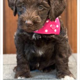 Miss Hot Pink - Chocolate female Australian Labradoodle puppy in Wake Forest, North Carolina from Lucky Country Labradoodles