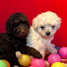Poodle Puppies from Tiny Toy Poodles