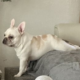 French Bulldogs from Dreamabuls French Bulldogs