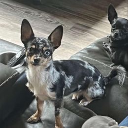 Valkyrie - Chihuahua
