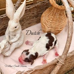 Dutch - Liver white and tan female English Springer Spaniel puppy in Uvalda, Georgia from Willow Creek Farms