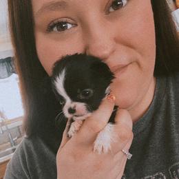 Chihuahua Puppies from Cloud9 Chihuahuas