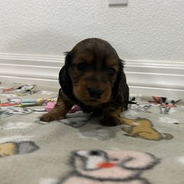 Girl 1 - female Dachshund puppy in Victorville, California from Saffron