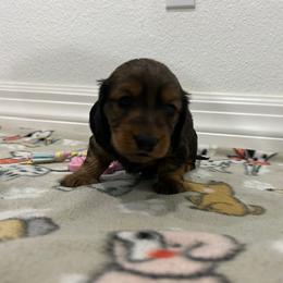 Girl 1 - female Dachshund puppy in Victorville, California from Saffron