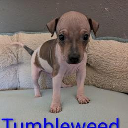 Tumbleweed - Red and white male American Hairless Terrier puppy in Phoenix, Arizona from Bare Valley