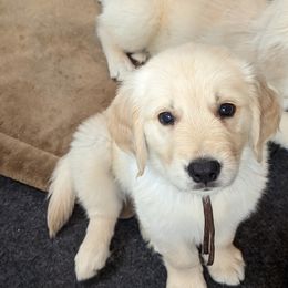 Golden Retriever Puppies from Sandy's Golden Pups