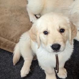 Golden Retriever Puppies from Sandy's Golden Pups